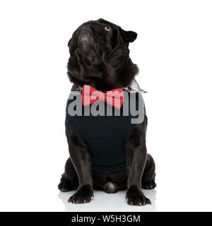 Pflichtbewusste schwarze Mops nach oben und das Betteln beim Tragen eines roten bowtie und blauen Pullover, sitzen auf den Weißen studio Hintergrund Stockfoto