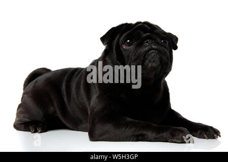 Pflichtbewusste pug sorgfältig freuen uns im Liegen auf weißem Studiohintergrund Stockfoto