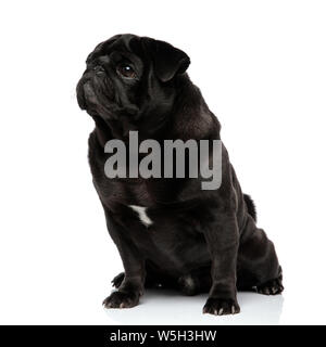 Pug neugierig auf die Seite verwirrt, während mit geschlossenem Maul und sitzen auf weiße studio Hintergrund Stockfoto