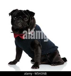 Brave suchen pug starrte in die Ferne mit seinen Mund geschlossen, während trägt einen blauen Pullover und eine rote Fliege, sitzen auf den Weißen studio Hintergrund Stockfoto