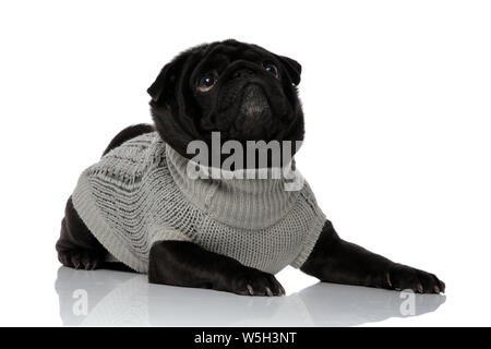 Neugierig schwarze Mops nach oben und warten, während trägt einen grauen Pullover und Liegen auf weißem Studiohintergrund Stockfoto