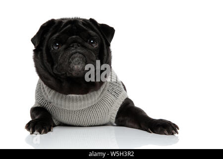 Brave schwarzes pug in die Kamera starrte mit geschlossenem Maul beim Tragen einen grauen Pullover und Liegen auf weißem Studiohintergrund Stockfoto