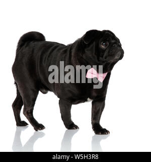 Adorable pug Stepping zur Seite und nach oben beim Tragen eines Rosa bowtie und seinen Mund in geschlossen, auf weiße studio Hintergrund Stockfoto