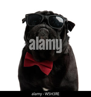 Nahaufnahme eines ernsthaften Suche Mops nach vorne starrte mit seinen Mund geschlossen, während eine Sonnenbrille und eine rote Fliege, stehend auf weißem Studiohintergrund Stockfoto
