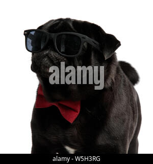 Mystified pug neugierig auf die Seite mit seinen Mund auf der Suche geschlossen, während eine Sonnenbrille und eine rote Fliege, stehend auf weißem Studiohintergrund Stockfoto