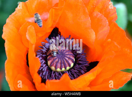 Leipzig, Deutschland. 27. Mai, 2019. In einem Garten in der Nähe von Leipzig Bienen sitzen auf roter Mohn. Credit: Waltraud Grubitzsch/dpa-Zentralbild/ZB/dpa/Alamy leben Nachrichten Stockfoto