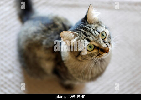 Süße schwarze und graue Katze, die mit einem seltsamen Gesicht Stockfoto