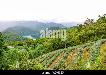 Teeplantagen auf Pisten durch Tausend Insel See umgeben von tropischen Bäumen und Wald, Taiwan, Asien. Moody Landschaft, nebligen Wetter. Taiwanesische Natur. Reiseziele. Oolong Tee Plantage. Stockfoto