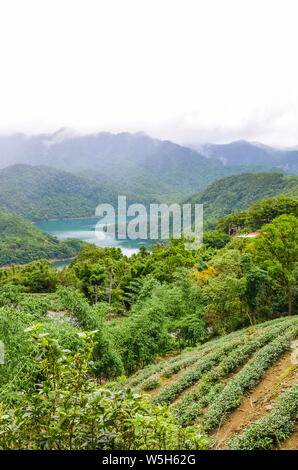 Vertikale Bild von Tee Plantage am Hang durch Tausend Insel See umgeben von tropischen Bäumen und Wald, Taiwan, Asien. Neblige Landschaft, Moody Wetter. Taiwan Natur. Oolong Tee Plantagen. Stockfoto