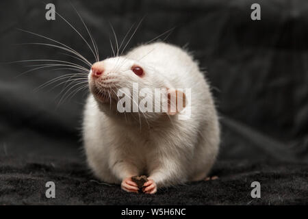 Inländische weiße Ratte mit roten Augen holding Essen in seinen Pfoten vor einem schwarzen Hintergrund. Stockfoto