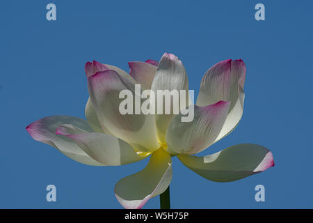 Nahaufnahme des voll erblühte Lotusblume blauen Himmel als Hintergrund Stockfoto