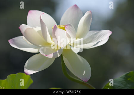Nahaufnahme des voll erblühte Lotusblume flache Tiefenschärfe Hintergrund Stockfoto