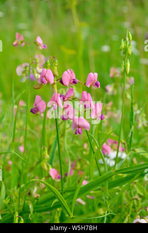 Die schmale-ewige-PEA (Lathyrus sylvestris) Blumen in der Wiese leaved Stockfoto