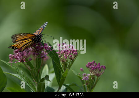 Closeup Monarch Butterfly Seite Profil auf Lavendel farbige Blume Stockfoto