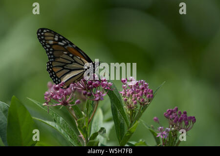 Closeup Monarch Butterfly Seite Profil auf Lavendel farbige Blume Stockfoto