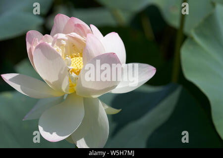 Nahaufnahme des voll erblühte Lotusblume mit großen Blättern im Hintergrund und flache Tiefenschärfe Stockfoto