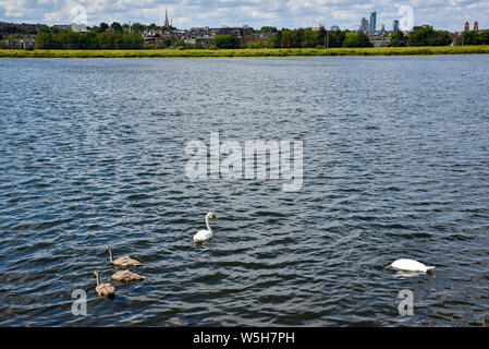 Walthamstow Feuchtgebiete, London, UK. 29. Juli 2019. Sonnig und warm bei Walthamstow Feuchtgebiete. Quelle: Matthew Chattle/Alamy leben Nachrichten Stockfoto