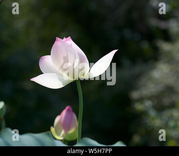 Nahaufnahme des voll erblühte Lotusblume mit einer geringen Tiefenschärfe Hintergrund Stockfoto