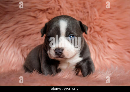 Adorable Amstaff Welpe sitzt mit seinen Mund geschlossen, während an der Kamera auf Pelzigen rosa Hintergrund suchen Stockfoto