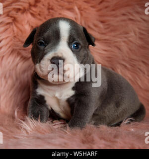 Müde Amstaff Welpe sitzt mit seinen Mund geschlossen, während die verschlafenen freuen uns auf Pelzigen rosa Hintergrund Stockfoto