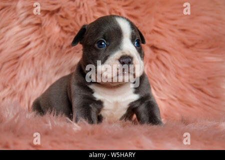 Cute Amstaff Welpe sitzt mit seinen Mund geschlossen, während verwirrt freuen uns auf Pelzigen rosa Hintergrund Stockfoto