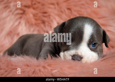 Adorable Amstaff Welpe sitzt mit seinen Mund geschlossen, während die schönen freuen uns auf Pelzigen rosa Hintergrund Stockfoto