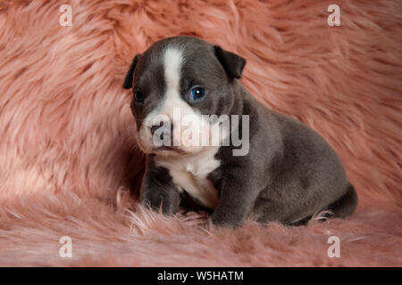 Adorable Amstaff Welpe sitzt mit seinen Mund geschlossen, während die neugierig in die Kamera auf Pelzigen rosa Hintergrund suchen Stockfoto