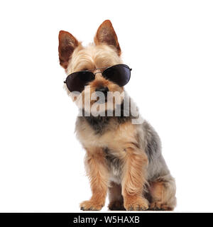 Cute Yorkshire Terrier mit Sonnenbrille und sitzen auf weiße studio Hintergrund Stockfoto