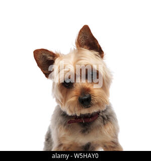 Portrait von cute Yorkshire Terrier ein rotes Halsband und schaut verwirrt auf die Kamera auf weißem Studiohintergrund tragen Stockfoto