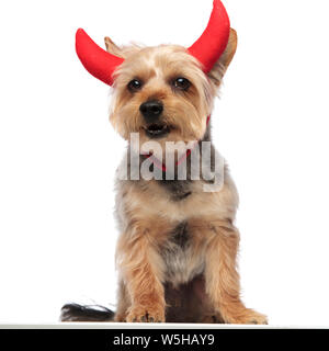 Porträt eines Yorkshire Terrier stehend, tragen Hörner und stirnrunzelnd auf weißem Studiohintergrund Stockfoto