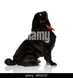 Seitenansicht eines neugierigen Mops suchen beim Tragen eines roten bowtie und sitzen auf weiße studio Hintergrund Stockfoto