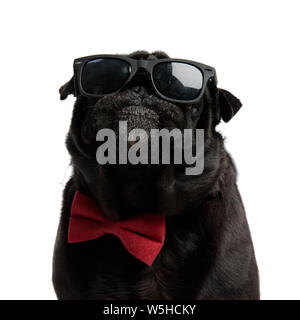 Nahaufnahme eines zuversichtlich pug freuen uns mit seinen Mund geschlossen, während das Tragen einer roten bowtie und eine Sonnenbrille, verseilung auf weißem Studio hinterg Stockfoto