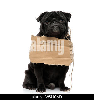 Adorable pug mit einem Schild um den Hals und Blick in die Kamera, während er seinen Mund geschlossen und sitzen auf weiße studio Hintergrund Stockfoto