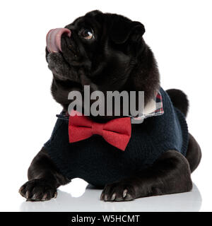 Schöne schwarze Mops auf die Seite und leckte sich die Nase, während trägt einen blauen Pullover und eine rote Fliege, liegen auf weißem Studiohintergrund Stockfoto