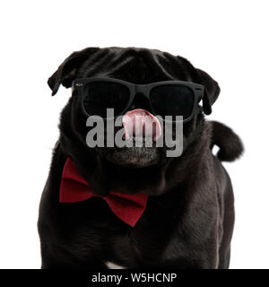 Adorable pug Freuen und leckte sich die Nase beim Tragen eines roten bowtie und Sonnenbrille, stehend auf weißem Studiohintergrund Stockfoto