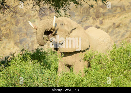 Afrikanischer Elefant, Wüste - angepasst Elefant (Loxodonta africana) Stier essen Blätter und Zweige der Akazie, Hoanib Wüste, Kaokoveld, Namibia Stockfoto