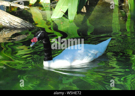 Eine exotische Muscovy duck Schwimmen durch wunderschön bunte Reflexionen von tropischen Pflanzen in Florida, USA. Stockfoto