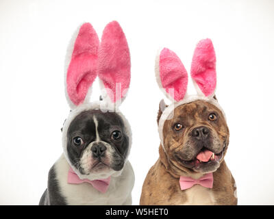 Französische Bulldogge und American Bully Welpen tragen Häschenohren für Ostern auf weißem Hintergrund Stockfoto