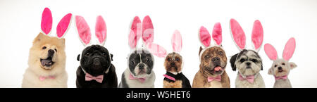 Große Gruppe von Hunden tragen Häschenohren für Ostern auf weißem Hintergrund Stockfoto