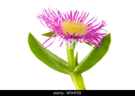 Carpobrotus edulis auf weißem Hintergrund Stockfoto