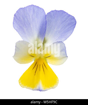 Viola tricolor auf weißem Hintergrund Stockfoto