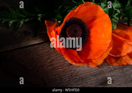 Roter Mohn Blume auf einem dunklen Hintergrund. Blumenstrauß aus roten Blüten mit selektiver Licht. Stockfoto