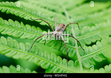 Wolfspider auf einem grünen Farn Blatt. Insekten Makro geschossen. Stockfoto