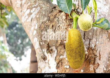 Frische grüne junge jackfruit Jackfrüchte wachsen auf dem Baum. Stockfoto