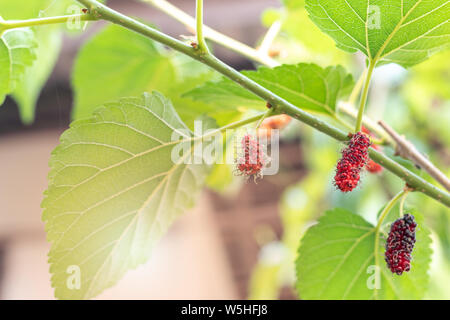 Frische grüne junge Mulberry wachsen auf dem Maulbeerbaum. Stockfoto