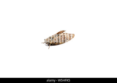 Zikaden auf weißem Hintergrund. Orange Wings butterfly Zikade. Stockfoto