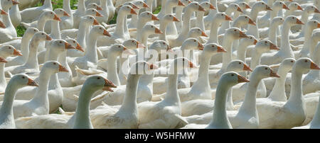 Riesige Herden von weißen Gänse auf der grünen Wiese der Gänse Farm Stockfoto