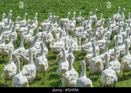 Riesige Herden von weißen Gänse auf der grünen Wiese der Gänse Farm Stockfoto