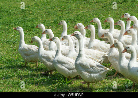 Riesige Herden von weißen Gänse auf der grünen Wiese der Gänse Farm Stockfoto