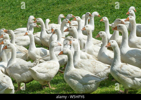 Riesige Herden von weißen Gänse auf der grünen Wiese der Gänse Farm Stockfoto